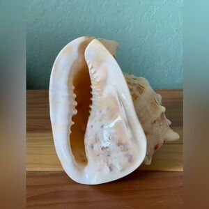 Seashell Cassis Cornuta Queen Horned Helmet Natural Shell 5.75x4.5” Vintage